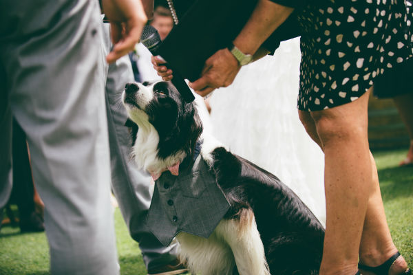 Marley the border collie as ring bearer