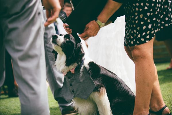 queenstown marriage celebrant wedding dog